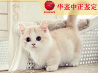 内江猫类动物鉴定