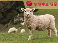 内江羊类动物鉴定